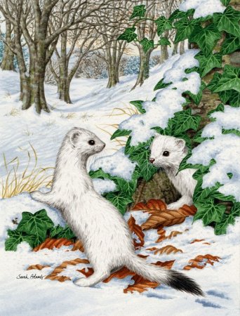 Горностай картина