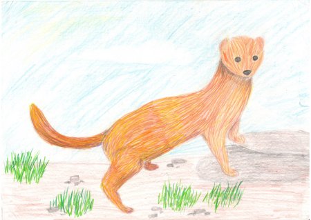 Горностай карандашом