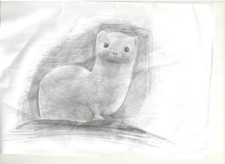 Горностай карандашом