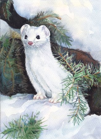 Горностай картина