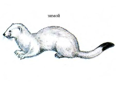 Детские рисунки горностая