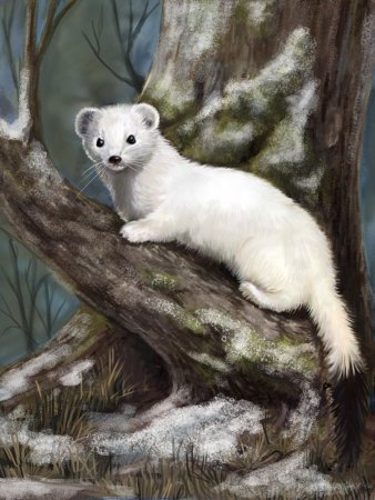 Горностай и ласка