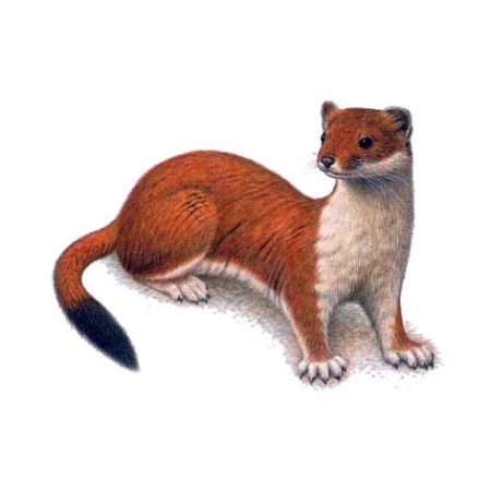 Ласка на белом фоне