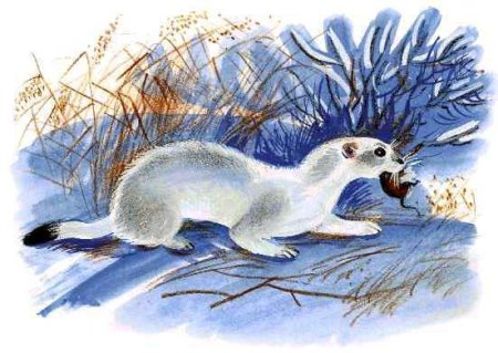 Сказка горностай и заяц Алтайская сказка