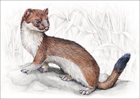 Нарисовать ласку