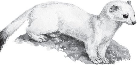 Микитов Соколов "горностай горностай