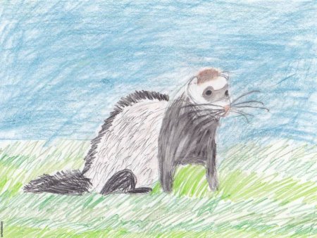 Хорёк для срисовки