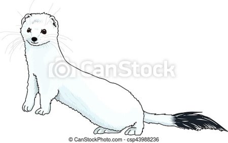 Схематический рисунок горностая