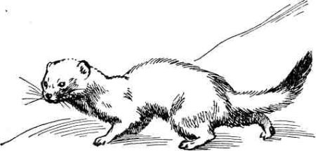 Рисунок Соболь горностай