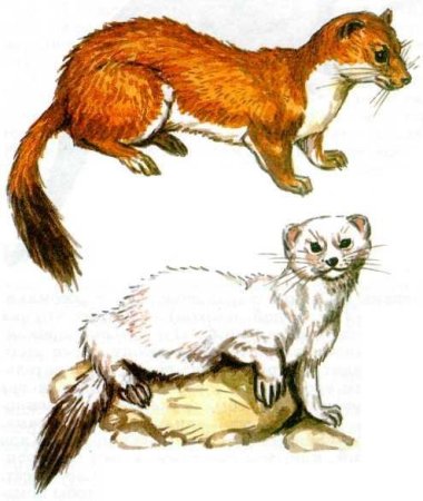 Горностай для детей