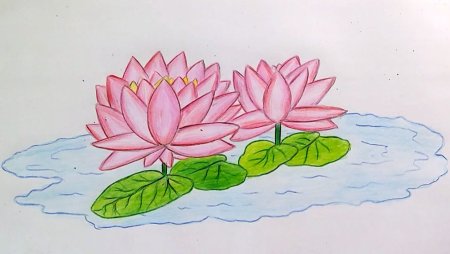 Кувшинка рисунок