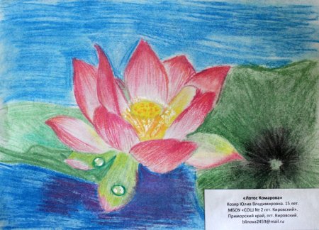 Лотос Комарова рисунок