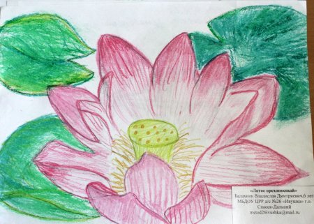 Лотос орехоносный рисунок