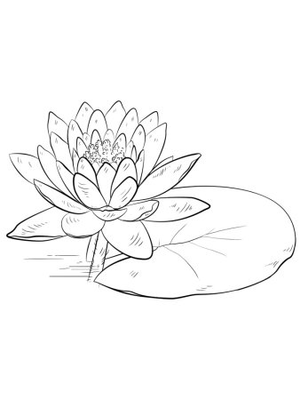 Кувшинка белая водяная Лилия