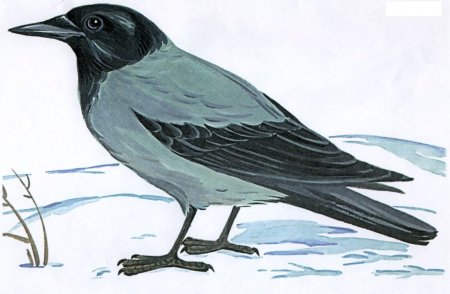 Ворона рисунок