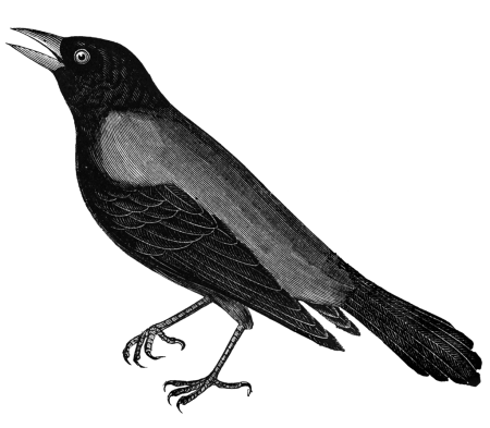 Дети ворона