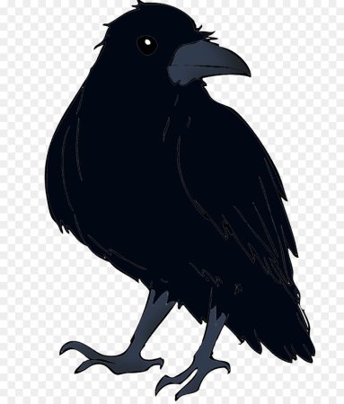 Ворона на белом фоне