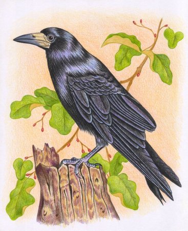 Перелетные птицы Грач для детей