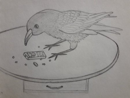 Ворона рисунок для срисовки k