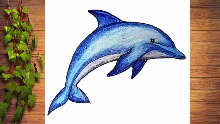 Дельфин рисунок для срисовки