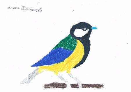Рисунки синицы для срисовки