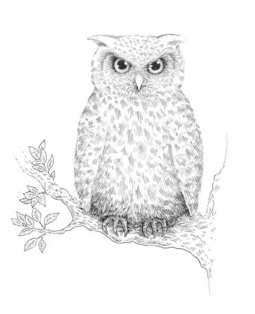 Филин для рисования
