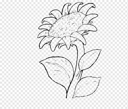 Подсолнух карандашом для детей