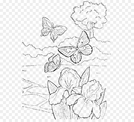 Раскраска природа