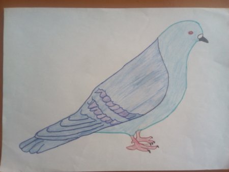 Детские рисунки голубей