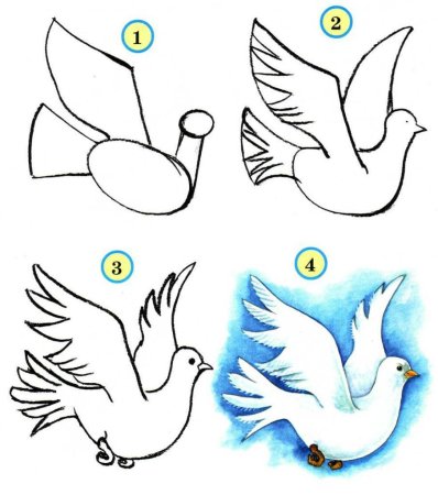 Нарисовать голубя поэтапно