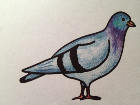 Голубь цветными карандашами