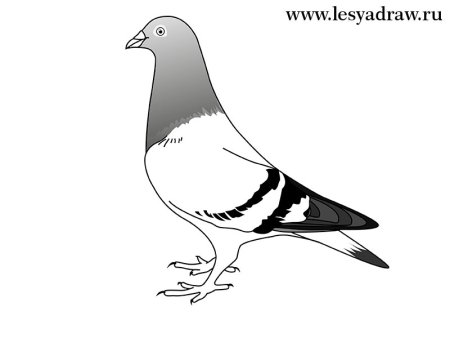 Голубь рисунок карандашом