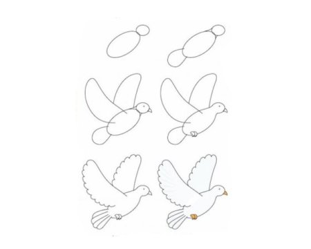 Поэтапное рисование голубя