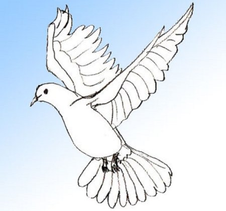 Рисунок голубя для срисовки