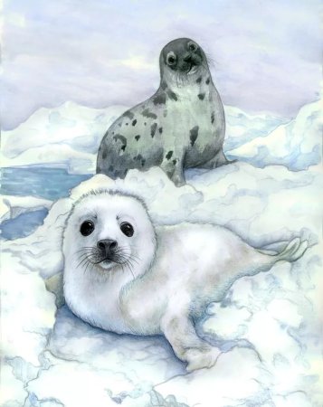 Байкальская Нерпа Белек