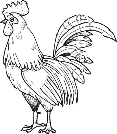 Как нарисовать петуха карандашом поэтапно для детей 5 лет