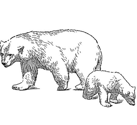 Рисунок медведя легкий для срисовки