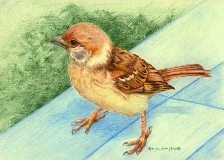 Птицы цветными карандашами