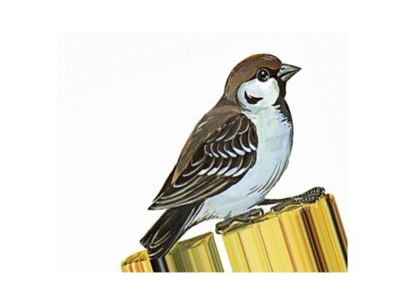 Воробей рисунок