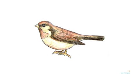 Нарисовать воробья