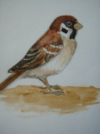 Воробей красками