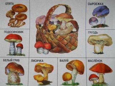 Съедобные грибы карточки для детей