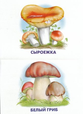 Грибы осенью для детей в детском саду