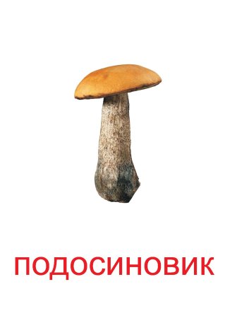 Сыроежка гриб с названием. Для детей