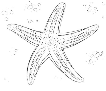Морская звезда рисунок детский (55 фото)