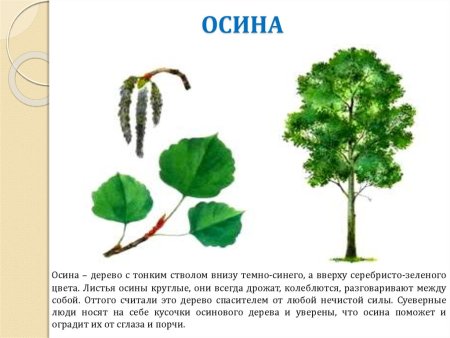 Лиственные деревья Урала осина