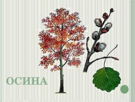 Осина дерево для детей