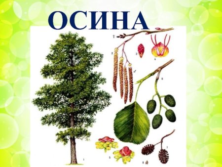 Плоды осины