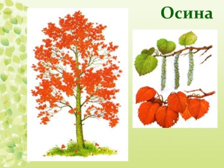 Осина для дошкольников