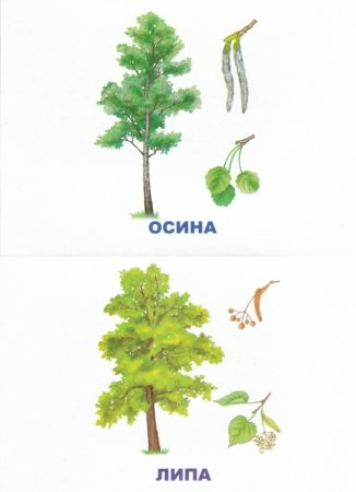 Осина, лиственница, Тополь, ясень.